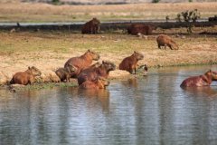 16-Capybaras